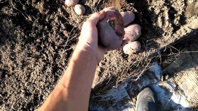 Тёплая, высокая грядка РОЗУМА под сеном. Картофель. 2019г. смотреть онлайн