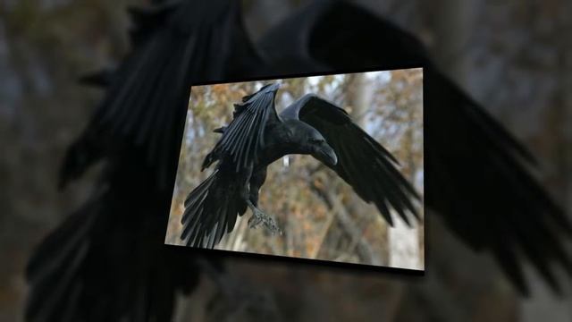 ★ Стюарт Далквист из Сиэтла в течение 4 лет кормил воронью семью, но не ожидал от них подношения смотреть онлайн