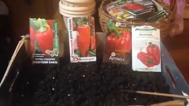 Выращивание рассады перца ( самый простой способ ) смотреть онлайн