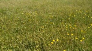 Картошка Балтик Роуз ,первое окучивание