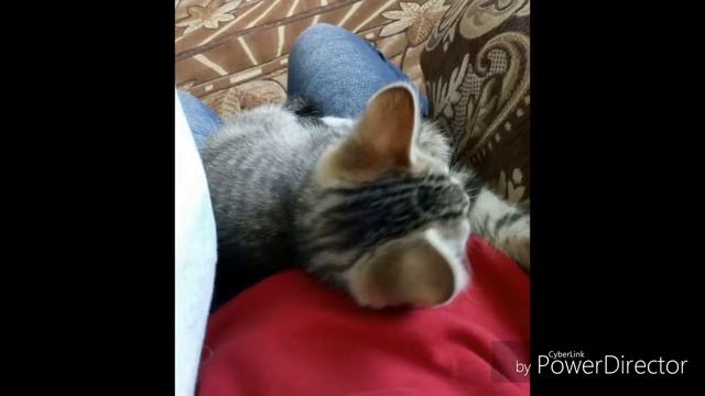 КАК МЕНЯЛСЯ МОЙ КОТ!!! НА ПРОТЯЖЕНИИ 6 МЕСЯЦЕВ!! #1 смотреть онлайн