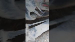 замена задних отбойников джетта 5