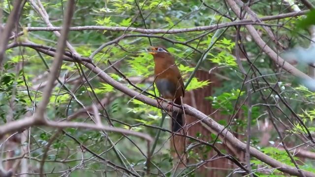 Очковая кустарница, или хвамей (лат. Garrulax Canorus)