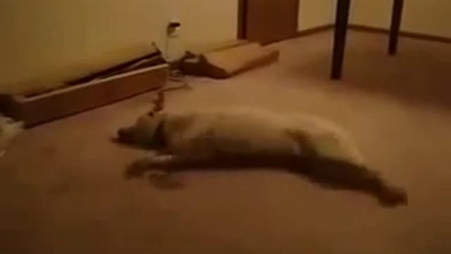 Собака видит сон смотреть онлайн