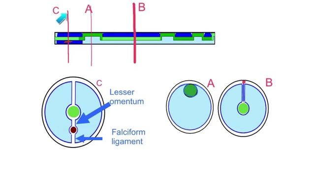 Peritoneum & Mesenteries смотреть онлайн
