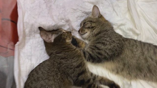 Пиратик и Тёпа - как у нас дела