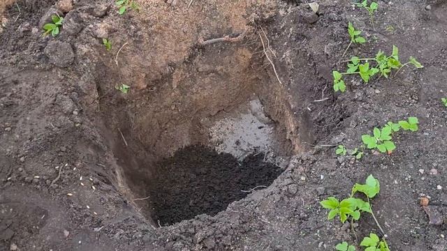 Как посадить фундук ПРАВИЛЬНО, что нужно делать для 100% приживаемости. Изучаем тонкости. Серия 32 смотреть онлайн