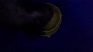 Хорек психует когда ест