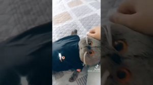 •|БАСИКИ в ТИК ТОК|•12 МИНУТ БАСИКОВ!!!!