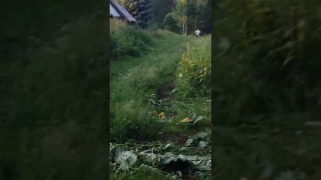 Рубка деревьев на окраине леса в пос. Б.Ключи Алтайского края смотреть онлайн