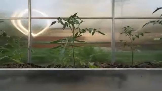 Комплект Струна для подвязки растений в теплице завода Воля от грядка99.рф смотреть онлайн