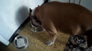 КАКИМИ ПРОДУКТАМИ Я НИКОГДА НЕ БУДУ КОРМИТЬ АМСТАФФА