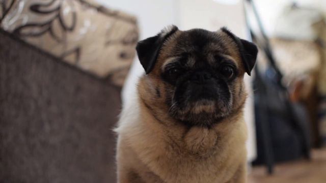 Animal planet. Dog TV present. Dog video. Dog sound. 4k video. смотреть онлайн
