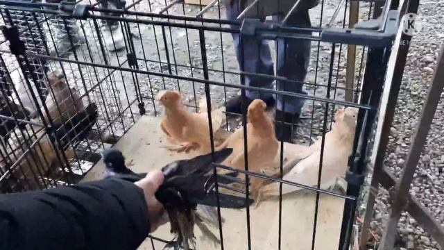 ит тоок коён көгүчкөн жем Ош базар 23-Январь, смотреть онлайн