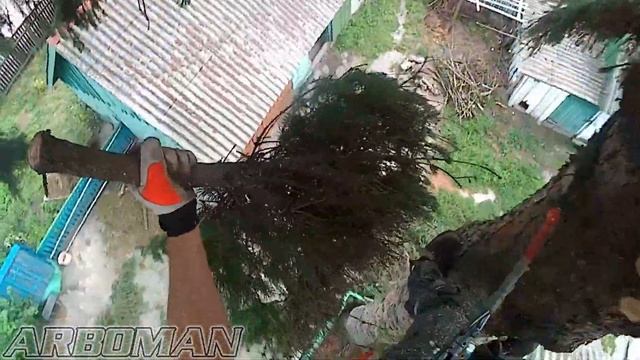 Срез ёлки возле дома в ветреную погоду Sabaton - The Red Baron смотреть онлайн