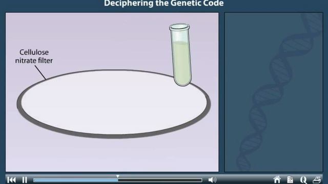 The genetic code animation смотреть онлайн
