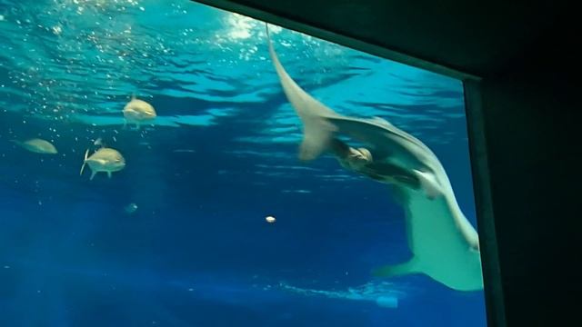 First ever filmed: Tiger shark intestine eversion смотреть онлайн