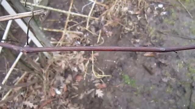 Как правильно обрезать виноград весной? смотреть онлайн