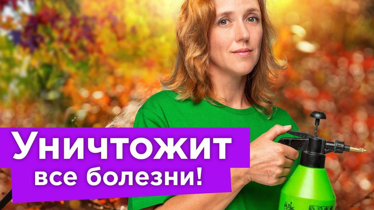 ВСЕГО ОДНА ОБРАБОТКА ОСЕНЬЮ СПАСЕТ САД ОТ БОЛЕЗНЕЙ И ВРЕДИТЕЛЕЙ! Искореняющая обработка пошагово смотреть онлайн