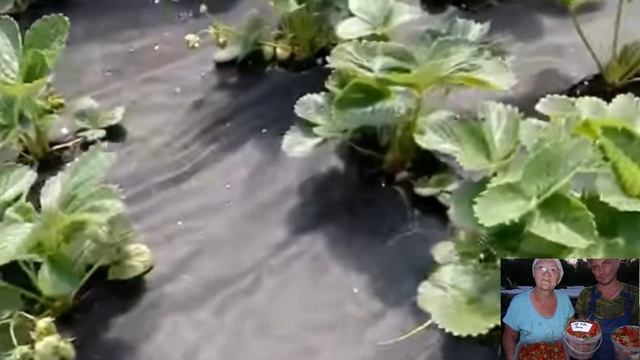 #клубника2021года#чамора туруси# крупноплодные сорта клубники# Чамора туруси самый скандальный сорт смотреть онлайн