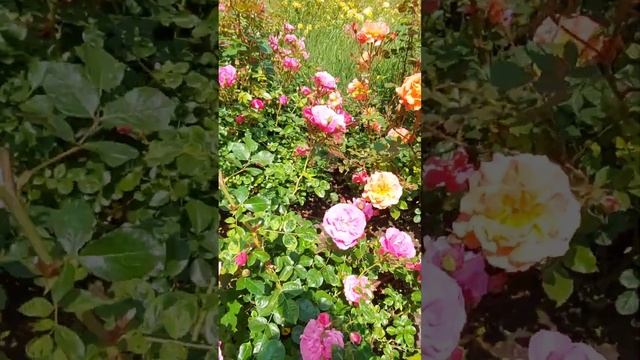 СОЧИ. ЦАРСТВО РОЗ В ПАРКЕ РИВЬЕРА. смотреть онлайн