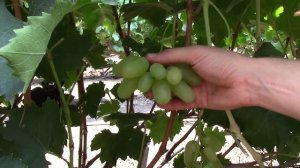 #75-1 Последние краски осени на винограднике Дмитрия Ткаченко, от которых мы снова в шоке.