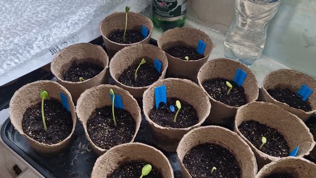 РАССАДА АРБУЗОВ / 1 НЕДЕЛЯ ПОСЛЕ ПОСАДКИ смотреть онлайн