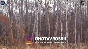 ЛУЧШИЕ ВЫСТРЕЛЫ и ПРОМАХИ. Охота на Кабана, Лося, Оленя и Сурка