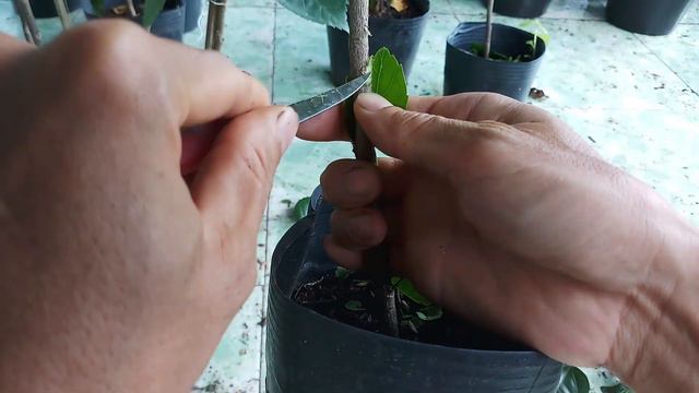 How to training and grow hibiscus standard tree? смотреть онлайн