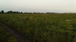 Поиск перепелов и о ловле