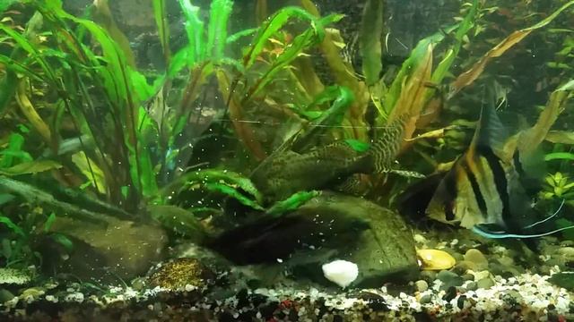 Кормление аквариумных рыбок манкой. смотреть онлайн