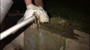 Клоацит кур , как причина выпадения яйцевода. У бройлера выпал «ГемоRRой»)