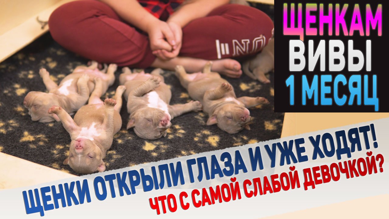 Щенкам Вивы и Хаммера 1 месяц! Они стали очень крутыми!!! смотреть онлайн