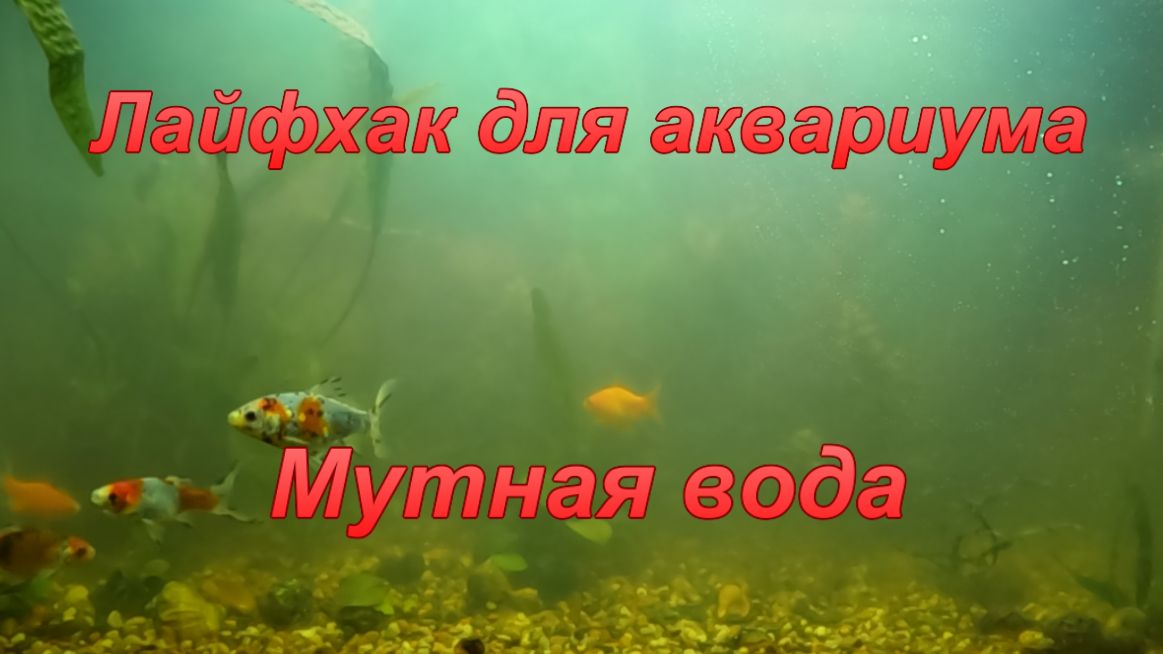 Лайфхак для аквариума. " Мутная вода". смотреть онлайн