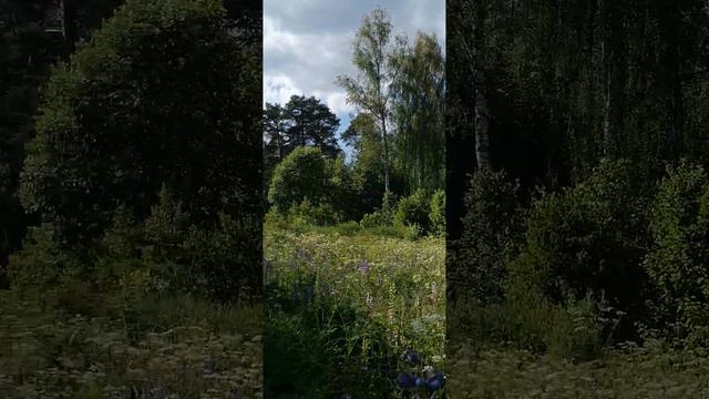 Д. Благое 25.06.2023.Лес,луга.Часть 2. смотреть онлайн