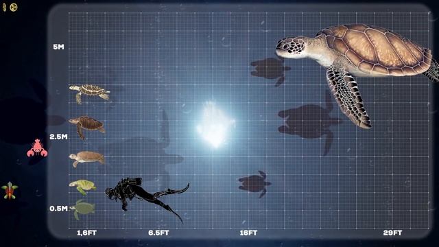 Biggest Sea Turtle | Size Comparison смотреть онлайн