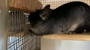 Как ссадить ОДНОПОЛЫХ шиншилл? Реально ли это?