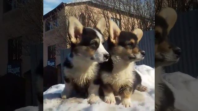 Щенки Вельш Корги 3 месяца, девочки смотреть онлайн