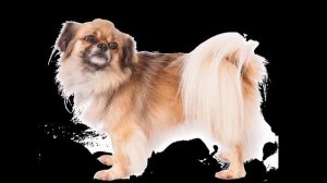 Тибетский Спаниель/Tibetan Spaniel (порода собак HD slide show)!