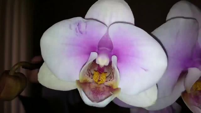 Time-lapse orchid смотреть онлайн