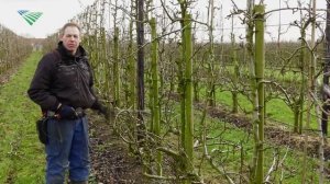 Интенсивные сады груши: обрезка (Нидерланды)