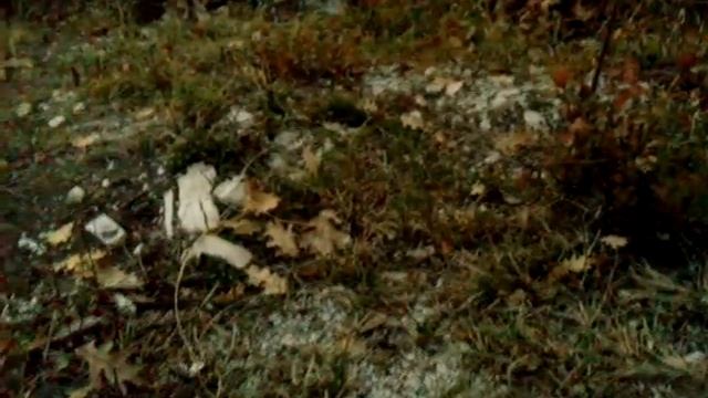 Пихты самосев в нашем саду смотреть онлайн