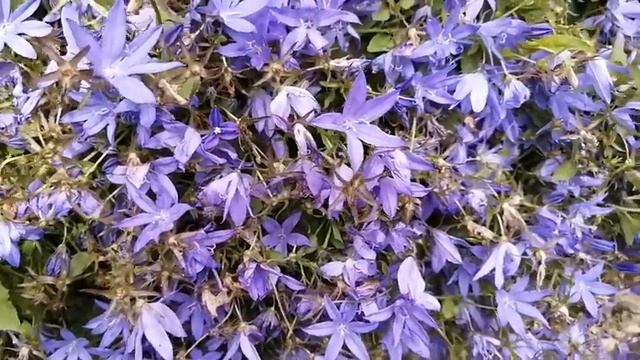 Гелиотроп цветок легенда. Мой дом в саду. смотреть онлайн