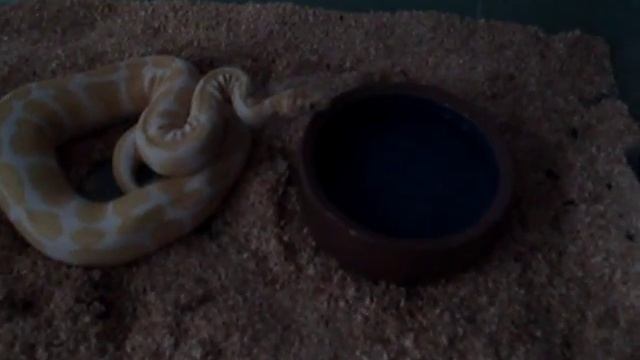 HC Albino dame eet rat Bij Python Joop 10 09 2910 смотреть онлайн