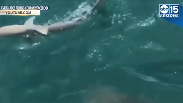 Гигантская рыба проглотила акулу на глазах у рыбаков видео смотреть онлайн