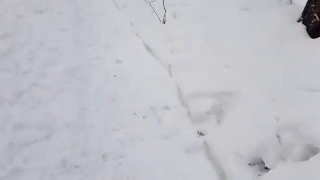 уставший курцхаар смотреть онлайн
