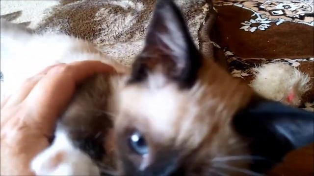 Сиамский котенок Сноу-шу (Snowshoe) смотреть онлайн
