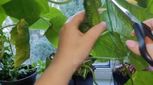 Огурцы и Помидоры Вмиг Пойдут в Рост От Этой Подкормки. Обильный Урожай в Огороде На Балконе 2023