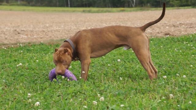 Молодой питбуль Ли (LI HARDY SPARTA'S). Шоколадный ред ноуз (Red Nose) смотреть онлайн