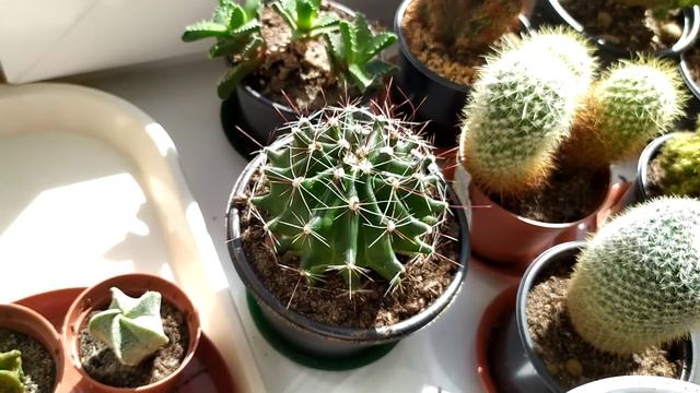 ferrocactus latispinus смотреть онлайн